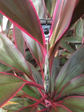 HAPPY HEDGE BOX <br>3 Month Plan